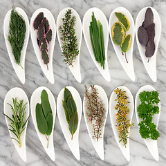 Image showing Herbs