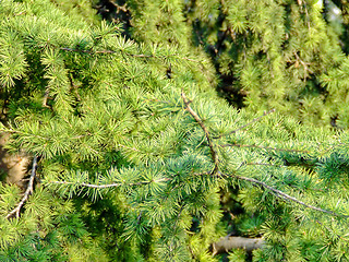 Image showing Pine