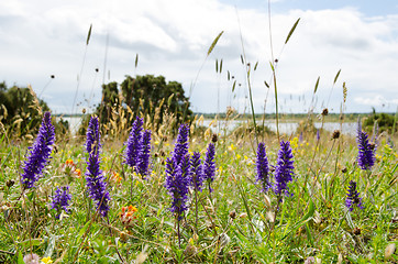 Image showing Blue flowers