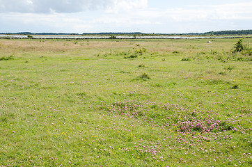 Image showing Pasture land