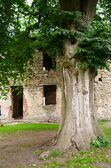 Image showing Old tree trunk