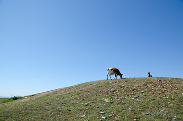 Image showing Cow on hill