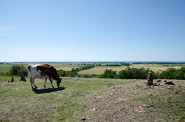 Image showing Grazing cattle