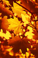Image showing Branch of autumn maple tree