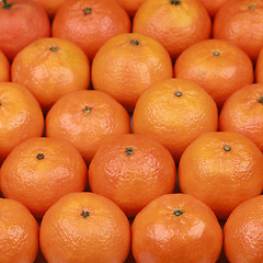 Image showing Freshly harvested tangerines