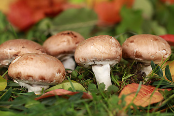 Image showing Brown mushrooms in a forest