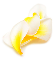 Image showing plumeria