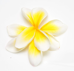 Image showing plumeria