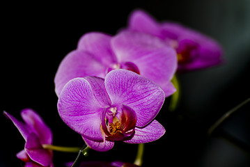 Image showing Flower orchid