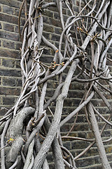 Image showing Wall clambering tree