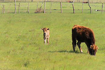 Image showing Baby calf