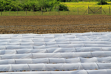 Image showing Plastic greenhouse