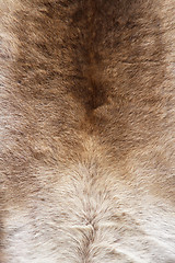 Image showing Fur