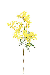 Image showing Wattle