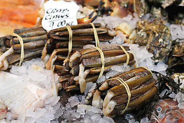 Image showing Razor clams