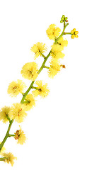 Image showing Wattle - globular inflorescence closeup