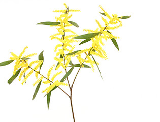 Image showing Sydney Golden Wattle