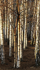 Image showing Birch woods