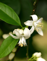 Image showing Orange Blossoms