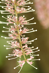 Image showing Macadamia flower