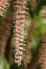 Image showing Macadamia  tetraphylla