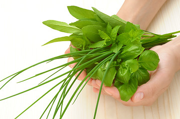 Image showing Hands of young woman holding fresh herbs, basil, chive, sage