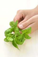 Image showing Basil, hands of young woman holding fresh herbs
