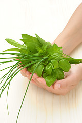 Image showing Hands of young woman holding fresh herbs, basil, chive, sage