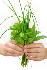 Image showing Hands of young woman holding fresh herbs, basil, chive, sage