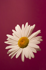 Image showing Flower on a background