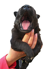 Image showing The big black puppy in a hand
