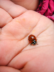 Image showing small ladybird on the hand