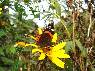 Image showing The  butterfly of  vanessa atalanta on the flower