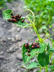 Image showing colorado beetles sitting on a leaf of a potato