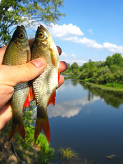 Image showing two caught ruddes in a hand