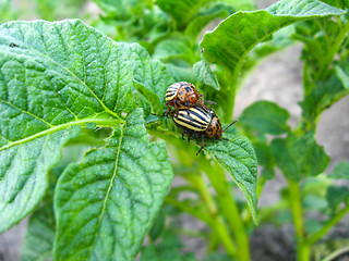 Image showing a pair of colorado beetles on a leaf of a potato