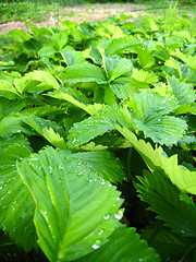 Image showing Green background from leaves of a strawberry