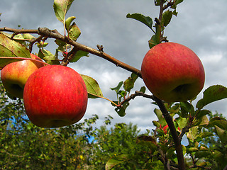 Image showing very tasty and ripe red apples