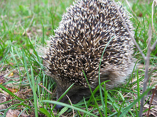 Image showing The hedgehog in a grass