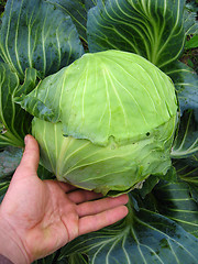 Image showing hand near the big head of green cabbage