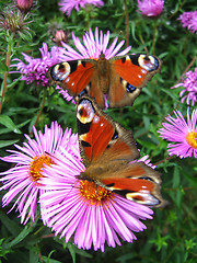 Image showing butterflies of peacock eye sitting on the aster