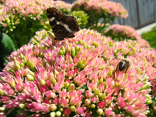 Image showing butterfly and bee collecting nectar on the flower