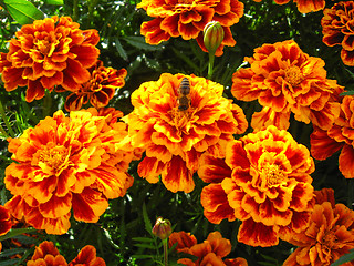 Image showing beautiful flowers of tagetes