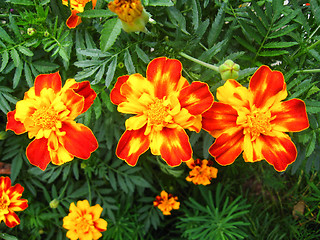 Image showing three beautiful flowers of tagetes