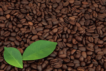 Image showing Coffee Beans