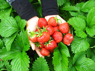 Image showing Palms full of strawberries