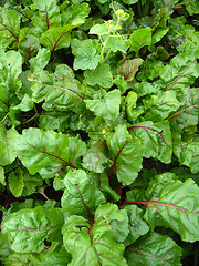 Image showing Green bed of the fresh beet