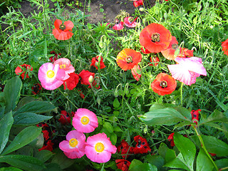 Image showing beautiful red and pink flowers of a poppy