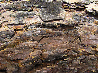 Image showing Dark bark of a pine