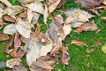 Image showing Green grass and fallen leaves.